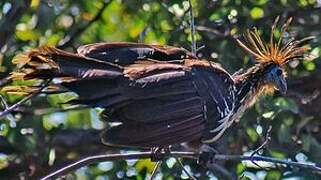 Hoatzin