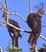 Hoatzin