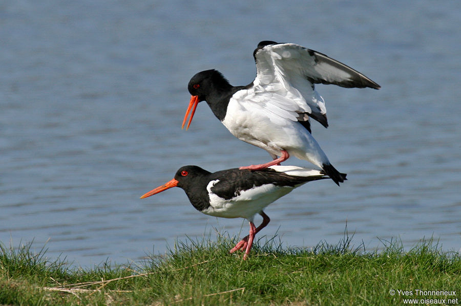 Eurasian Oystercatcher