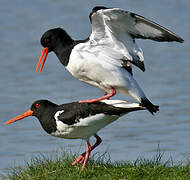 Eurasian Oystercatcher