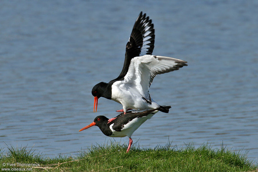 Eurasian Oystercatcher