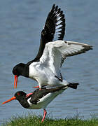 Eurasian Oystercatcher