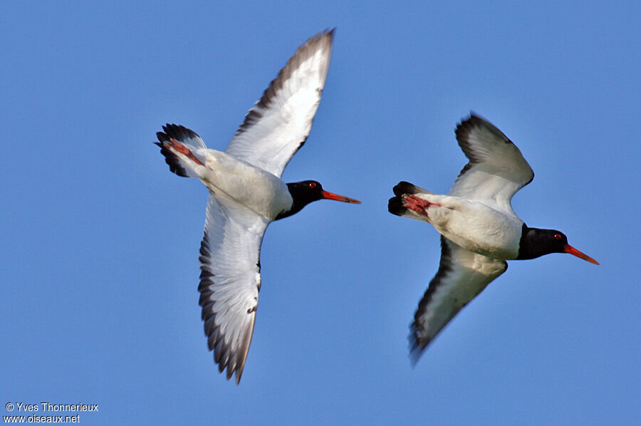 Eurasian Oystercatcher