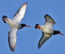 Eurasian Oystercatcher