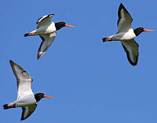 Eurasian Oystercatcher