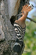 Eurasian Hoopoe