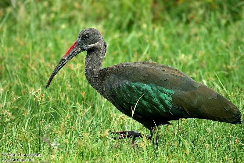 Ibis hagedash