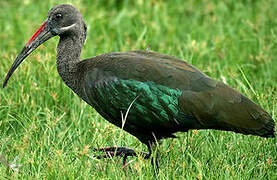 Hadada Ibis