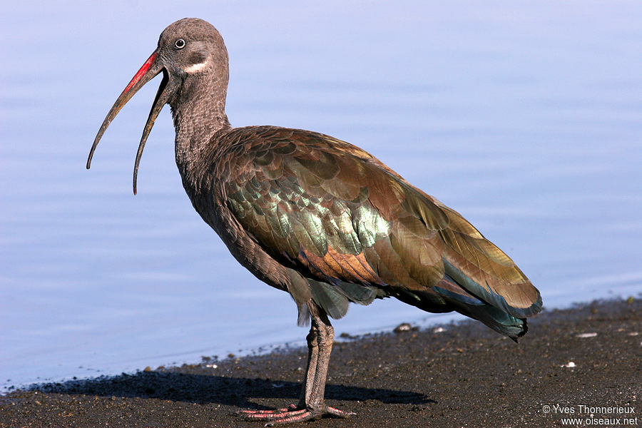 Hadada Ibis