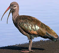 Hadada Ibis