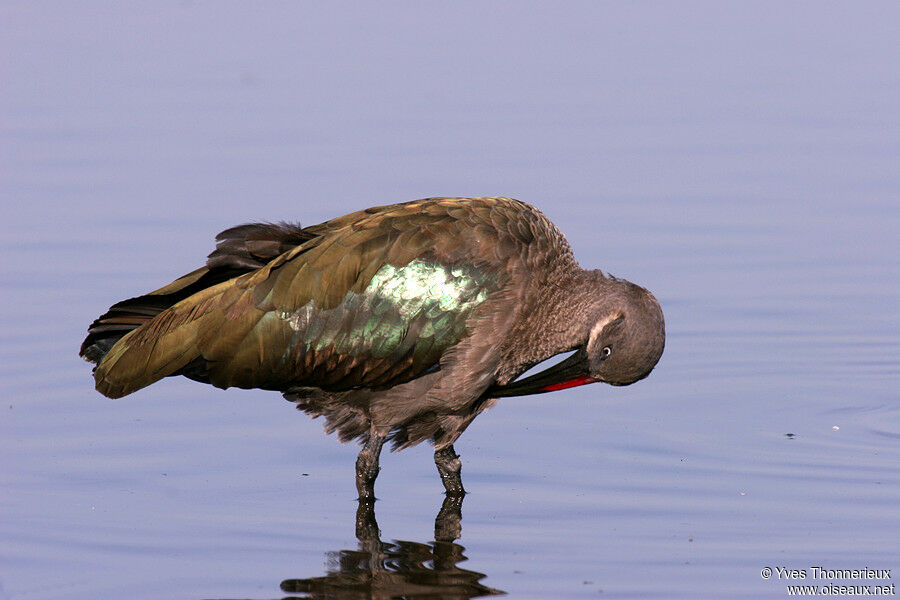 Hadada Ibis