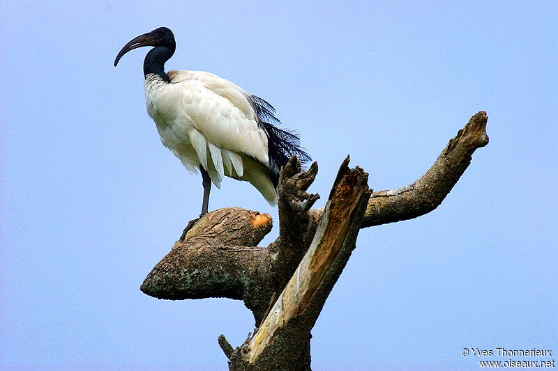 Ibis sacré