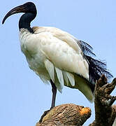 African Sacred Ibis