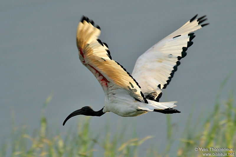 Ibis sacré