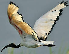 African Sacred Ibis