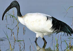 African Sacred Ibis