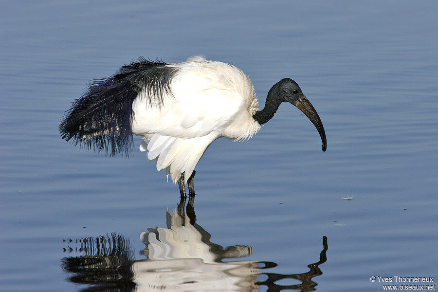 Ibis sacré