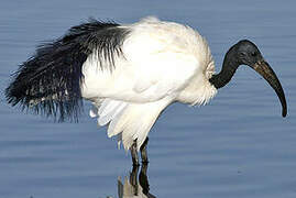 African Sacred Ibis