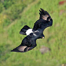 Aigle de Verreaux