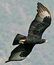 Aigle de Verreaux