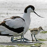 Avocette élégante