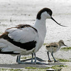 Avocette élégante