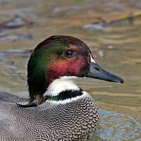 Canard à faucilles