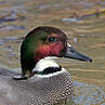 Falcated Duck