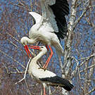Cigogne blanche