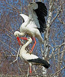 Cigogne blanche