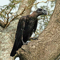 Corbeau corbivau