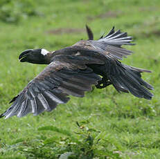 Corbeau corbivau