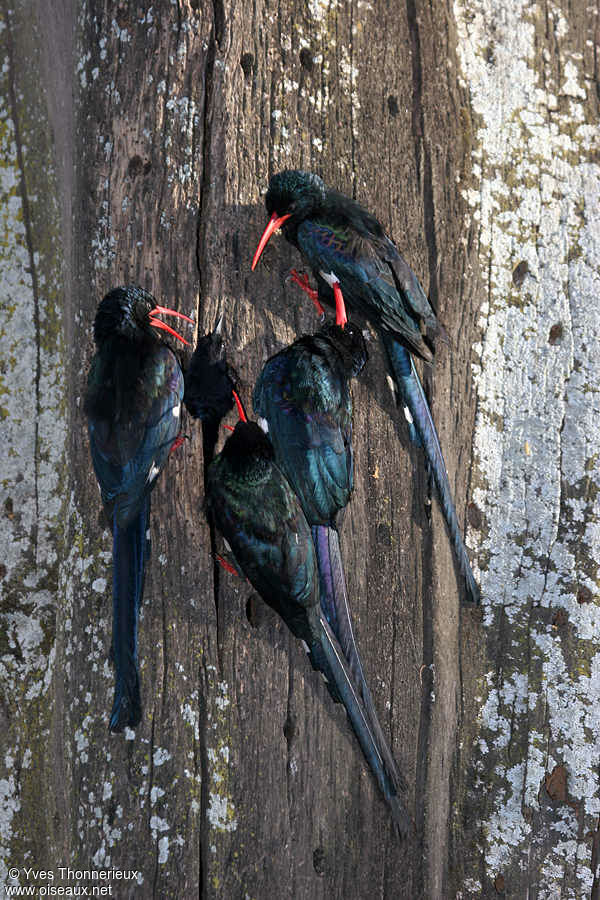 Green Wood Hoopoe