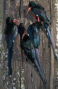 Green Wood Hoopoe