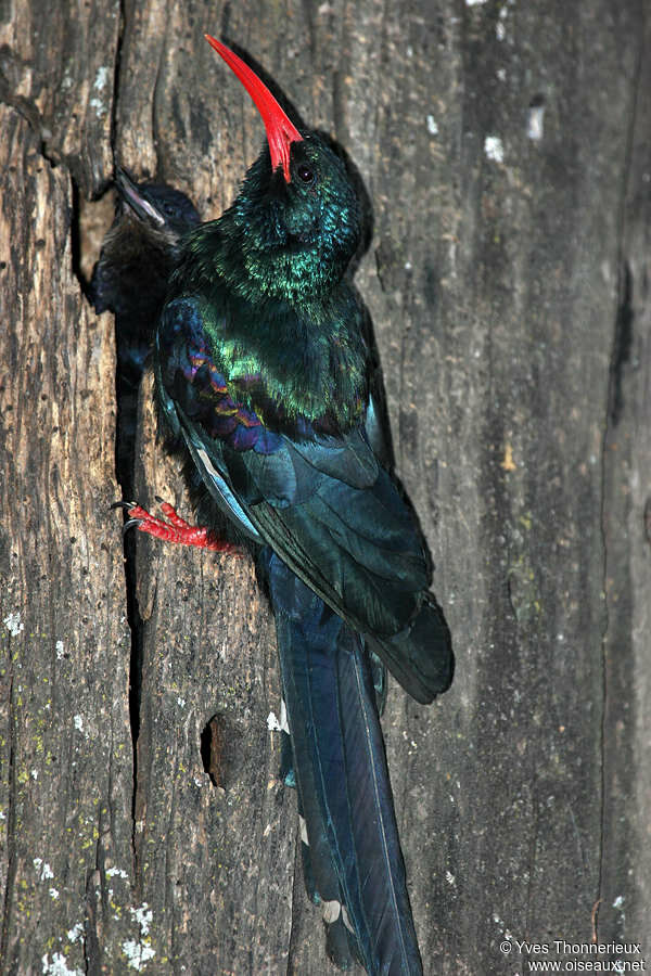 Green Wood Hoopoe