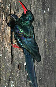 Green Wood Hoopoe