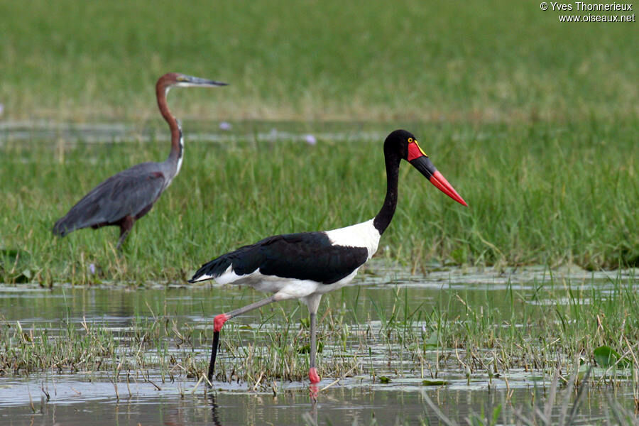 Jabiru d'Afrique femelle adulte