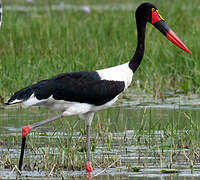 Saddle-billed Stork