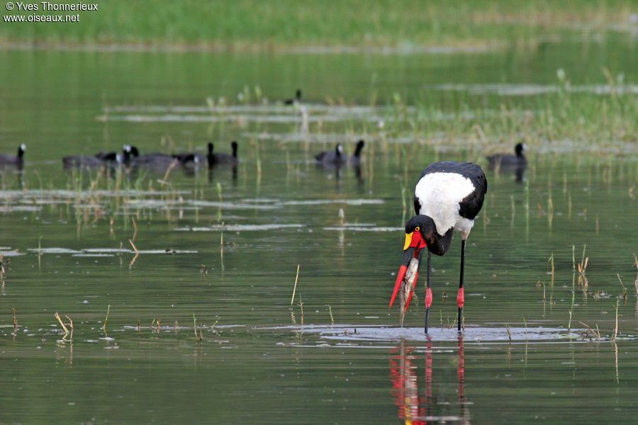 Jabiru d'Afrique femelle adulte