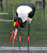 Saddle-billed Stork