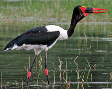 Saddle-billed Stork