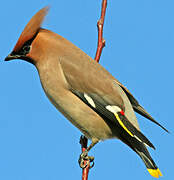 Bohemian Waxwing