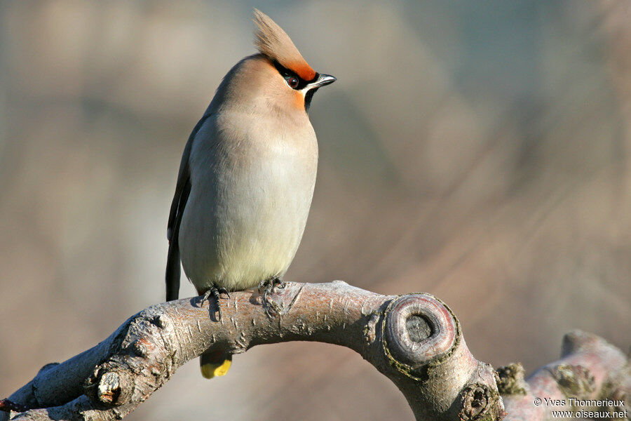 Bohemian Waxwing