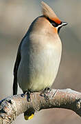 Bohemian Waxwing