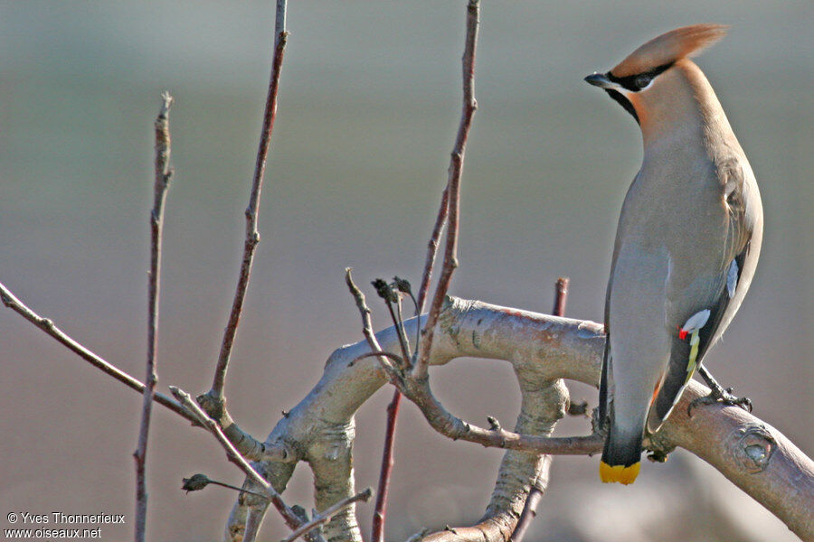 Bohemian Waxwing