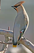 Bohemian Waxwing