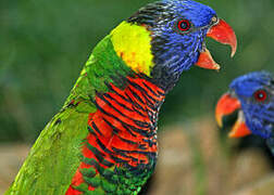 Coconut Lorikeet