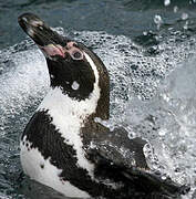 Humboldt Penguin