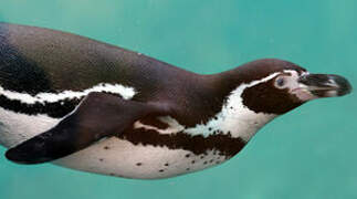 Humboldt Penguin