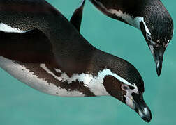 Humboldt Penguin